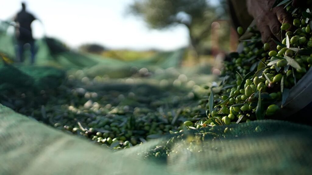 Ndërsa çmimet e vajit të ullirit po bien në BE, Shqipëria kryesoi rritjen me 7.2 për qind
